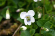 Fleur de Violette blanche (Viola sororia) au printemps