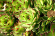 Joubarbes (Sempervivum zeleborii) au printemps