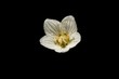 Parnassia