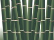 Bamboo forest