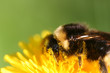Bourdon (Bombus sp.) sur une fleur de Pissenlit