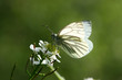 Piéride du navet (Pieris napi) sur une fleur indéterminée