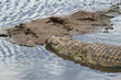 crocodile