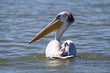 pelican