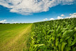 Corn on farmland in summer Corn on farmland in summer