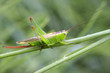 Sauterelle dans l'herbe