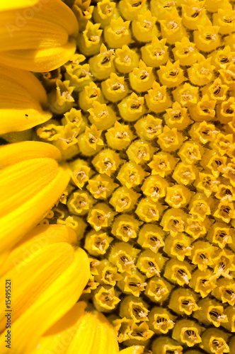 Photo: Blossoming sunflower. Blossoming sunflower.