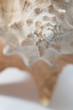 Conch seashell Conch seashell