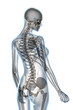 X-ray Anatomy on White