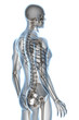 X-ray Anatomy on White