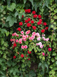 fleurs murales