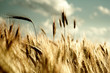 Grainfield