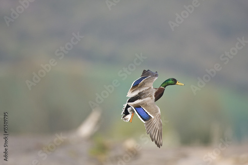 Photo : Canard colvert en vol Canard colvert en vol