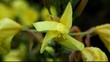 Evening Primrose opening at dusk