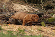 petit chiot tosa inu enjambant maladroitement sur un rondin