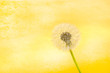 dandelion