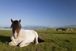 Icelandic Horse At Rest In A Field