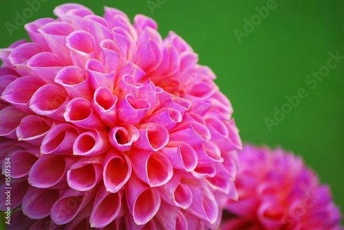 Photo: Makro Blütenblätter einer Ball - Dahlie Makro Blütenblätter einer Ball - Dahlie