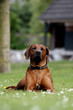 Proud Rhodesian Ridgeback lying in the grass