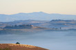 Schafherde, Morgennebel, Landschaft, Morgenlicht, Toskana