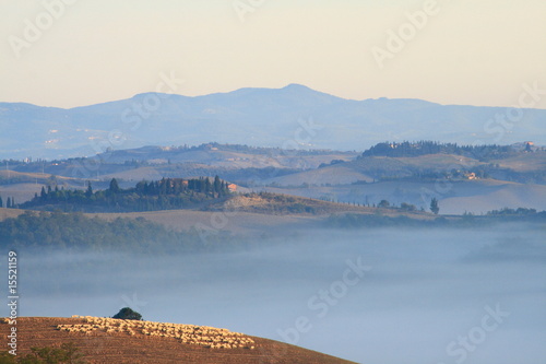 Foto: Schafherde, Morgennebel, Landschaft, Morgenlicht, Toskana Schafherde, Morgennebel, Landschaft, Morgenlicht, Toskana