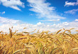 Gold field