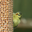Blue Tit fledgling peeping