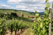 Dorf in den Weinbergen