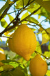 Lemon tree