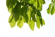 Green chestnut leaves