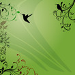 colibri
