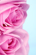 pink rose