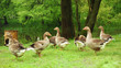 Group of grey geese on a green meadow Group of grey geese on a green meadow