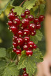 The red currants