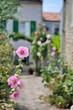 Ruelle de l'ile de ré