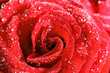 red rose