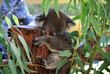 Koala in Australia