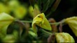 Evening Primrose starting to open at dusk