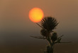 soleil rouge