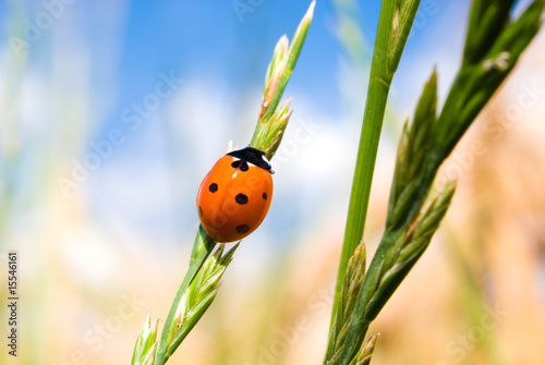 Marienkäfer auf Bio Kornfeld