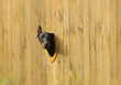 Doberman pinscher