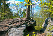 Spruce roots Spruce roots