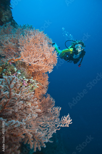 Photo: Taucher schwimmt hinter einer Gorgonie, Taucher schwimmt hinter einer Gorgonie,