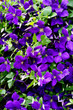 Blütenmeer von Clematis