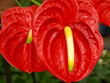 Flamingoblume, Anthurium