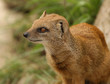 Yellow Mongoose