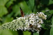 Schmetterling