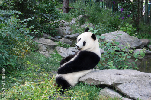 Photo: Have pandas ever smiled at you? Have pandas ever smiled at you?