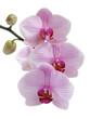 Orchidee