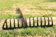 Foto: Harke im Garten Harke im Garten